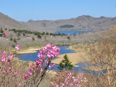 赤城山・鳥居峠のヤシオツツジ