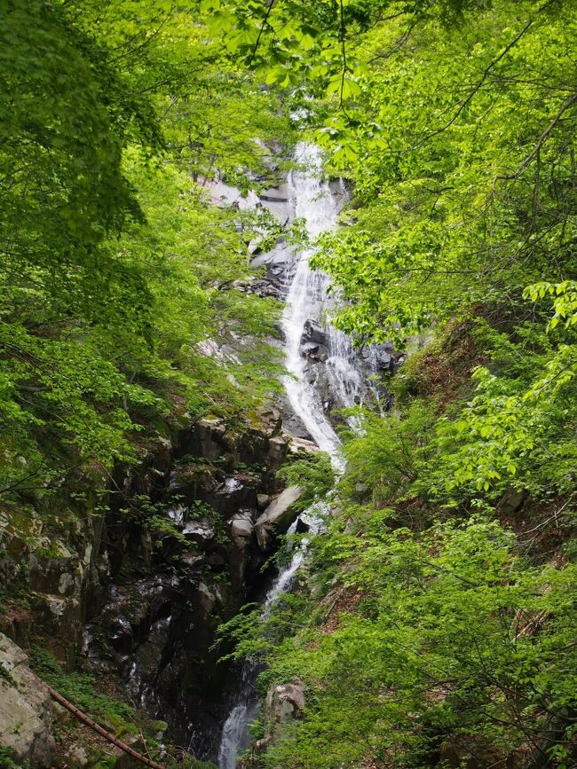 兵庫県最高峰・氷ノ山を水源とする滝は数多くあります。そのうち多くの滝はすでに訪問したことがありますが、福定親水公園登山口からの登山道沿いにある布滝にはまだ訪問したことがありません。氷ノ山には２度登頂しましたが別の登山口からで、いつか氷ノ山登山のメインルートである福定親水公園登山口から登頂するつもりでいたためです。しかしながらなかなかその機会はやってこず、コロナ禍による緊急事態宣言下で県外に出ることには躊躇いもあり、一方本格的な滝見もしたいということでついに布滝訪問をすることにしました。できれば氷ノ山登頂も同時に果たしたかったのですが、まだ体力面に不安があり（このコースは５～６時間は歩かなければなりません）、午前中に所用があったこともあり滝めぐりだけとなりました。<br /><br />しぶき滝滝見難易度：２、布滝滝見難易度：２、のぞき滝滝見難易度：３（遠望、ほとんど見えず）、くの字滝滝見難易度：３（遠望）<br />参考　滝見難易度０：道路から見える、１：片道徒歩５分以内、２：片道徒歩１５分以内、３：片道徒歩３０分以内、４：片道徒歩１時間以内、５：片道徒歩２時間以内、６：片道徒歩２時間以上もしくは２時間以内でも特別な装備が必要な場合など。私の旅行記ではほとんど出現することはないと思われる。<br />注意　滝見難易度はあくまで私の主観によるものであり、また季節や天候により難易度が上がる場合もあります。私の旅行記を参考にされて、「違うかったやんけ」とおっしゃられても責任は負えませんのでご了承ください。また、難易度が高い場合はできる限り単独行は避けるようお願いします。 