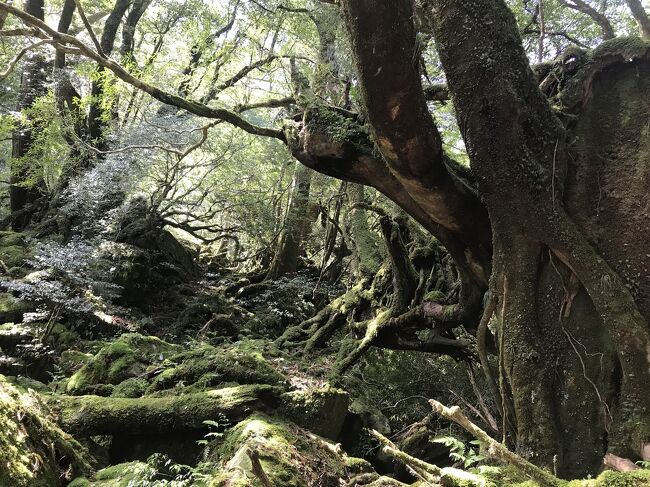こんな時期に旅するなんて!ステイホーム!と、小池さんに怒られそうですが…(東京都在住ではありません)<br />キャンセル保証もないので、行ってまいりました。