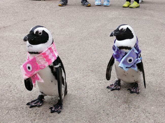 ’２１　ＧＷ山陰100名城旅２５　花と鳥の楽園 松江フォーゲルパークへ行ってみた