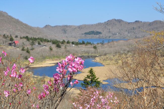 ネットニュースで赤城山のヤシオツツジが見頃と知りました。<br /><br />今まで見たことがなかったので気になります。<br /><br />相方を誘ったものの断られ、一人で出かけてきました。<br /><br />土曜日だったので７：３０出発！<br /><br />山登りの方が多いようで皆さん朝が早いです。