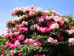 花ざかりの森を楽しむ！赤城自然園