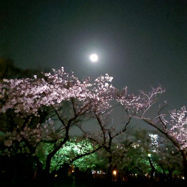 お散歩しながらの夜桜<br /><br />造幣局の桜の通り抜けは中止になってしまいましたが<br />桜ノ宮や大阪城で散歩がてらに夜桜を観てきました