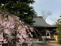 「普済寺」の枝垂れ桜_2021_3月25日は、ほぼ満開で見頃でした。（群馬県・館林市）