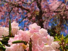 初めての大野寺のしだれ桜は・・・（西光寺・大野寺・談山神社）