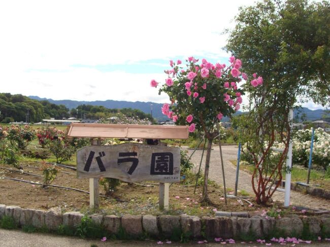 橿原運動公園の橿バラ園が見頃に<br /><br />橿原運動公園・バラ園<br />http://kouen.kashi-sports.or.jp/facilities/rose-garden.html<br />