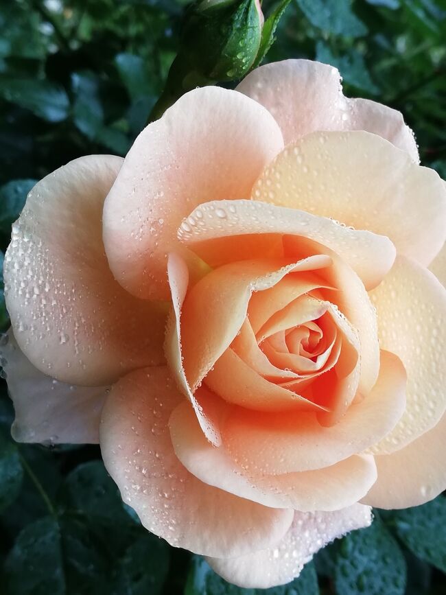 薔薇が満開のバラ園へ。<br />この時期は9時開園。週末は、早朝6時半から入園できる日もあるようです。<br />朝は人が少なく、バラの香りも高くておすすめです。
