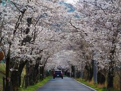 4月になる前に栃木のソメイヨシノも見頃になったので太平山の桜を見に出かけてきました