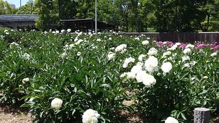 久宝寺公園シャクヤクから菅原道真所縁の道明寺ニオイバンマツリ