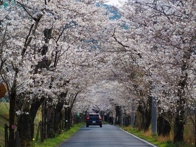 栃木市にある太山寺の枝垂れ桜が見頃になってて、昨年行ったときはコロナの影響でライトアップが中止になってたのですが、今年は見頃期間中ライトアップされてるというのを旦那が新聞で見たので、３月２６日夜行ってみました。<br /><br />３月２７日は土曜日で混んでると思ったけど、昼間の太山寺の枝垂れ桜も見たいのと、太平山の麓の道の桜のトンネルも見ごろになってたので見てきました<br />