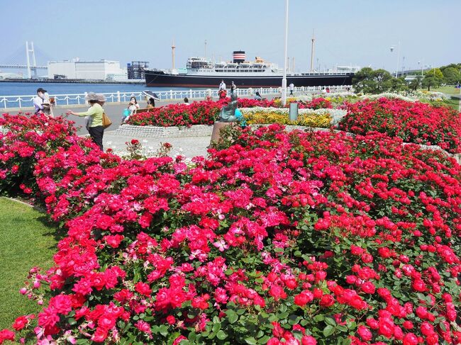 ５月１０日。横浜市ではこの日７５歳以上の高齢者を対象に新型コロナ<br />ウイルスのワクチン予約の受付がスタートした。<br />タイトル通り母の予約を取ることが出来たのですがこんなやりかたじゃ<br />全員予約できるのにいつまでかかることやら。<br /><br />思った以上に早く解放され時間も充分。山下公園と港の見える丘公園の<br />バラを心置きなく楽しむ事が出来た。今思えば平日とは言えこんな満開<br />の時に空いていたのはこの影響もあったのかもしれない。