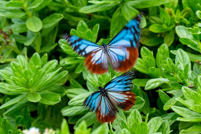 　ミヤマキリシマで有名な経塚山の中腹、日出町豊岡の法花寺に渡り蝶「アサギマダラ」が飛来しています。
