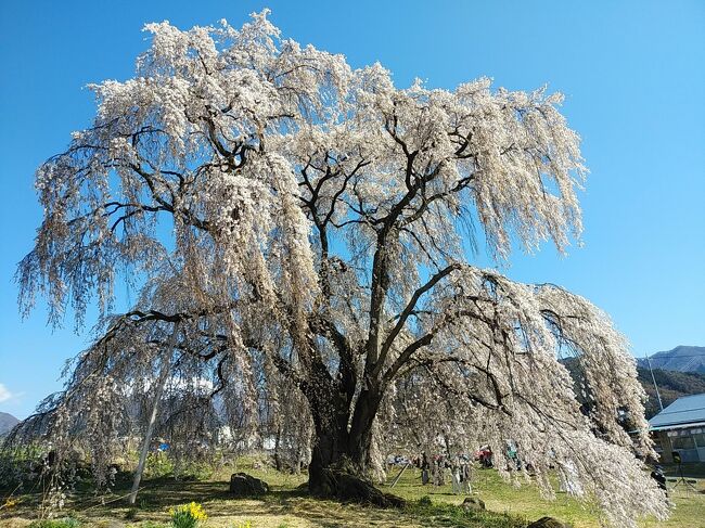 先週は首都圏から日帰りで三春、郡山まで滝桜、枝垂れ桜、ソメイヨシノなど種々の満開の桜を見に行きました。東北の桜を見たので今年の桜巡りはこれで終了と思っていましたが、翌週小諸懐古園が満開するという情報が入りました。まだ4月10日なので桜巡りをしたい時期であり小諸懐古園も今まで訪れたことがないので、この日は上信越方面の桜を見に行くことにしました。<br />小諸懐古園は信州でも屈指の桜の名所で園内には無数の桜並木が点在しました。城の石垣や周囲の素晴らしい自然と満開の桜並木のコラボはまさに別世界、パンフレットに出てくるような絶景の光景でした。<br />小諸懐古園の他には北上して信州高山5大枝垂れ桜の2つを巡りました。滝桜ほどではないですが、これらの枝垂桜も1本が巨大の上に満開、絶景の美しさを見出していました。最後に須坂にある臥竜公園の桜並木を見に行きました。先週の福島県の桜を見に行った時と同様、絶好の青空の下、まさに絵葉書の世界のような大変美しい絶景の桜を見られて、この日も最高の桜日和でした。<br /><br />----------------------------------------------------------------------------<br />スケジュール<br /><br />★4月10日　自宅－（自家用車）小諸懐古園観光－<br />　　　　　　水中の枝垂れ桜・和美の枝垂れ桜観光－臥竜公園観光－自宅