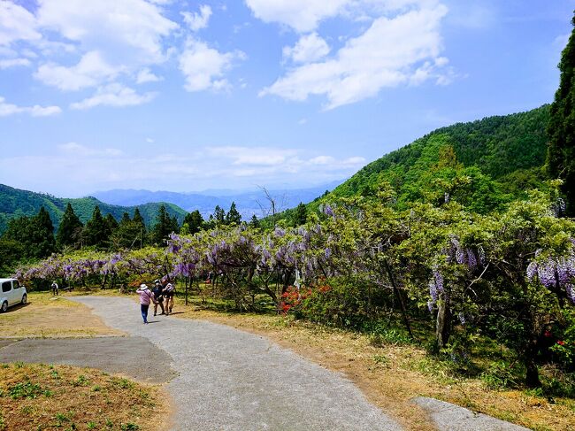 長野若穂「新山田見晴らし公園の藤棚」と「赤野田のつつじ山」 