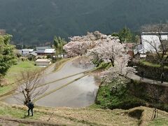 三多気の桜、何とかギリギリ間に合った。。。