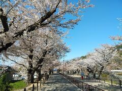 信州２０２１桜　【４】臥竜公園