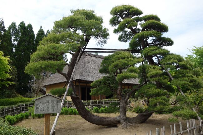 宮城県には国営の広い公園があり、一年中を通じてさまざまな草花も楽しめると地元では人気のスポットです。<br /><br />この公園の中に東北６県から移築復元した古民家を展示していることを知り、お花を見ながら見学しようと出かけました。<br /><br /><br />