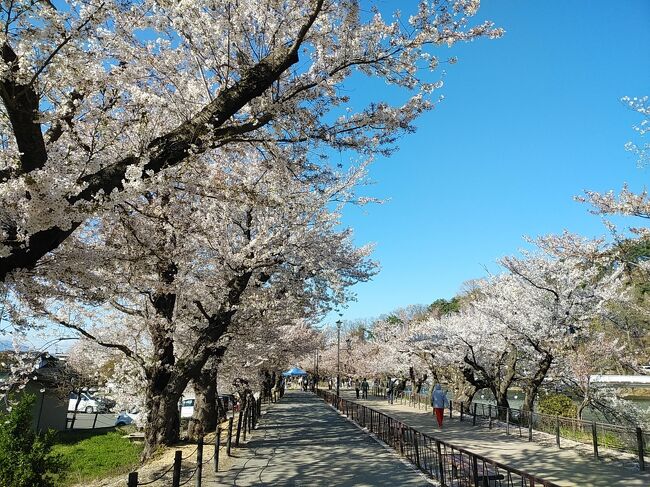 先週は首都圏から日帰りで三春、郡山まで滝桜、枝垂れ桜、ソメイヨシノなど種々の満開の桜を見に行きました。東北の桜を見たので今年の桜巡りはこれで終了と思っていましたが、翌週小諸懐古園が満開するという情報が入りました。まだ4月10日なので桜巡りをしたい時期であり小諸懐古園も今まで訪れたことがないので、この日は上信越方面の桜を見に行くことにしました。<br />小諸懐古園は信州でも屈指の桜の名所で園内には無数の桜並木が点在しました。城の石垣や周囲の素晴らしい自然と満開の桜並木のコラボはまさに別世界、パンフレットに出てくるような絶景の光景でした。<br />小諸懐古園の他には北上して信州高山5大枝垂れ桜の2つを巡りました。滝桜ほどではないですが、これらの枝垂桜も1本が巨大の上に満開、絶景の美しさを見出していました。最後に須坂にある臥竜公園の桜並木を見に行きました。先週の福島県の桜を見に行った時と同様、絶好の青空の下、まさに絵葉書の世界のような大変美しい絶景の桜を見られて、この日も最高の桜日和でした。<br /><br />----------------------------------------------------------------------------<br />スケジュール<br /><br />★4月10日　自宅－（自家用車）小諸懐古園観光－<br />　　　　　　水中の枝垂れ桜・和美の枝垂れ桜観光－臥竜公園観光－自宅