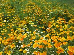 八ヶ岳はまだまだ早春でした・・・ミレーをじっくり鑑賞した山梨美術館と薔薇に癒された勝沼ハーブ庭園！