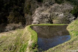 阿智村の桜と花桃