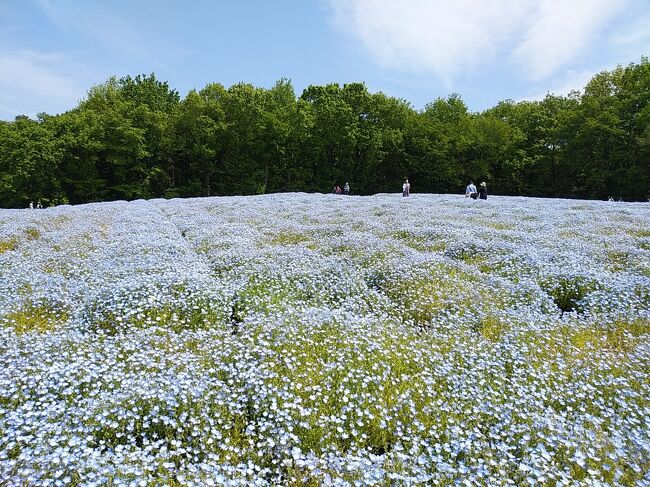 3月後半から毎週末お花めぐりをしています。2週間前までは桜、先週は藤、そして今週末も絶好の晴天日なので、今まで見たことがないネモフィラを見に行くことにしました。ネモフィラで有名なのは何といってもひたち海浜公園ですがかなり遠いので、埼玉県で咲いている武蔵丘陵森林公園へ行きました。<br />実際に森林公園に行ってみるとホームページに記載されている通りネモフィラがまさに満開！水色の絨毯でした！今まで見たことがなかったので別世界のような光景で絶句しました！ネモフィラの他にもルピナス、そして広大なエリアにポピーまで満開でまさに絶景でした！<br /><br />-----------------------------------------------------------------------------<br />スケジュール<br /><br />★4月24日　自宅－（自家用車）武蔵丘陵森林公園観光－箭弓稲荷神社観光<br />　　　　　　－自宅