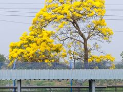 ペッチャブーン～パタヤ☆黄色の花のオンパレード(6日目.完）