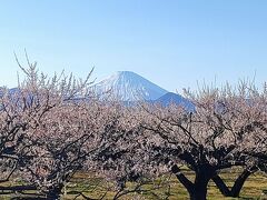 小田原　梅まつり