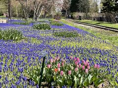 2021.5　札幌市内の公園花めぐり…桜・梅・チューリップ・ムスカリ春爛漫だ～！