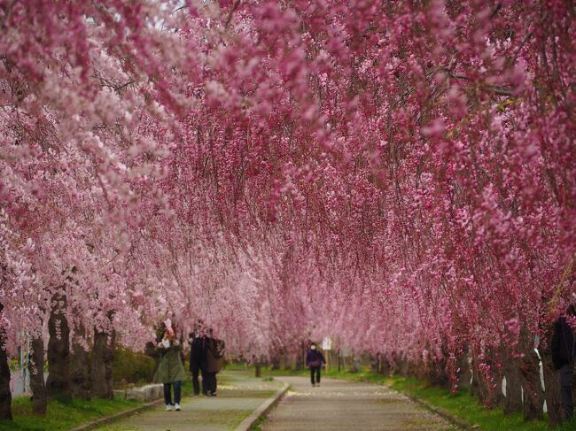 桜情報で日中線しだれ桜が見頃になってるというので、福島県の喜多方へ<br /><br />この日は予報で福島県の天気があまり良くないとなってたので、来週にしようか、どうしようか？と考えてたら、この日は旦那の夕飯も作らなくていい日だったから、旦那が行ってみりゃいいじゃんと、、<br />でも今年は早くタイヤをノーマルに変えちゃったしな～、と、とりあえず行ってみたら、雪が舞って寒かったけど、枝垂れ桜並木が見頃で綺麗でした<br />いつも見頃の時は混んでるけど、この日は寒くて空いてて、写真も撮りやすく、結果良かったです。<br />この日は鶴ヶ城のライトアップされると知ったので、夜のお城と桜を見てきました<br />