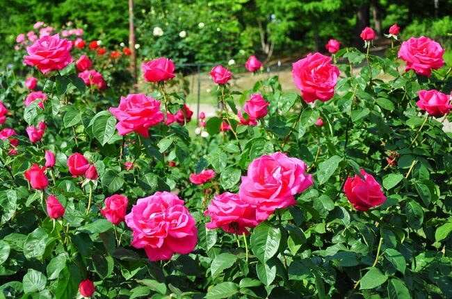 最近はスマホで、地元のどこどこの花が見頃!なんてよく出てくるんですよ<br /><br />タイミングが合わなかったりしますが、気になったら行くしかない。<br /><br />今回は、相方も付き合ってくれました。<br /><br />話しは変わるんですが最近は「嫁」とか「奥さん」て言葉<br /><br />差別用語になるらしいです。ですから「奥様」から「相方」に変えました。