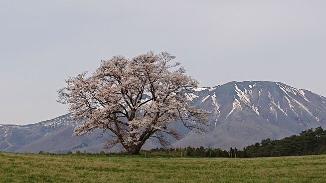 角館を出て岩手県を目指します。小岩井農場の一本桜はまだ満開では無かったですがお天気で山の雪と牧場の緑がまぶしい綺麗なロケーションでした。この後目指したのは鉛温泉。湯治棟に宿泊しました。