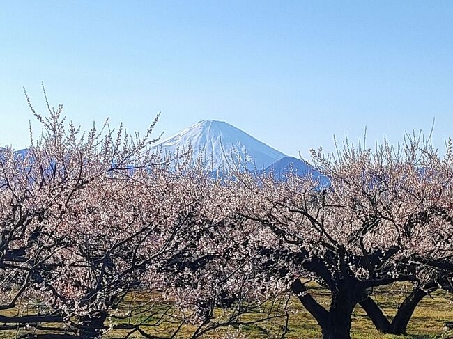 お天気もいいし、小田原に梅でも見に行きましょう・・と車で出かけました。<br />せっかくなので小田原でランチ・・鈴廣かまぼこの里の【千世倭樓そば美蔵】でお蕎麦をいただき、道路を渡って鈴なり市場で買い物。<br />小田原梅まつりで検索して別所梅林でたくさんの梅の花とその向こうに富士山を見て満足。<br />夕飯は大和経由で帰ることにして【ダイナソー】へ。平日の今日は2回も恐竜ライドができ孫も大喜び。<br />コロナの影響を肌で感じつつも楽しい1日でした。