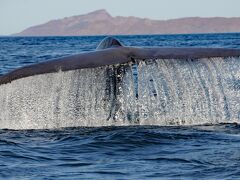 シロナガスクジラ：　バハ・カリフォルニアのロレート沖でホエールウォッチング