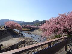 河津さくら　日帰りでパパっと行って来ました。