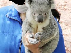 GW明けにもう一度埼玉こども動物自然公園（東園）コアラのピリーくんの抱っこ出勤やっと見られた！～カンガルーもワラビーも赤ちゃんちらり