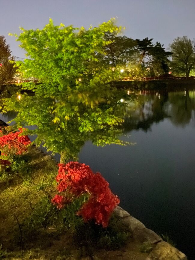《2021. April》あみんちゅなにげに関西街歩きの旅京都そのI後編~長岡天満宮~<br /><br />陽が傾いてきた宇治を後にして一路長岡京市を目指して走る。20km弱の距離ゆえに30分程の所要時間とナビでは表示されていたが、通勤時間と被ってしまい一時間程かかってしまった。<br /><br />あたりはすっかり夜の帳が下りている中、長岡天満宮に到着する。場所的にも市街地ではないはずだが駐車場はコインパーキングしかない。19:00過ぎに来訪し参拝もへったくれもないと思われるが、カメラを携え車から降りる。境内社にまずは手を合わせる。白梅殿には御祭神菅原道真公所縁の牛の大きな絵馬がかかっていた。早速ツツジの出迎えを受けると子牛の像が見えてきた。新しい石像は歴史はないようだが、さすが道真所縁の天満宮だけある。<br /><br />暗い場所にある社殿ではあるが、立派な建物であること位は私にもわかる。ただ参拝客がいたことは、写真を整理した時に初めて気が付いた。菅原道真公と牛の由緒書が書かれている場所には、年季の入っている牛の石像がある。御利益がありそうなオーラが漂っており牛と私の頭を交互に撫でておく。これで今年の資格試験はバッチリだと勝手に思う身勝手な参拝客そのイチだが、深く考えずにその気になれる〝単純さ〟は、年齢を考えれば勉強しても頭に入らない筈なのに、暗示をかけられるという〝メリット〟を持つ私ならではかも知れない。<br /><br />参拝客が去った後に改めて社殿に参ることにする。社殿隣には〝天満宮〟には必ずある〝筆塚〟があった。字が上手くなりたい人々は社殿と同様に参拝するようだが、字がきれいになる前に〝読める字を書け〟と常日頃から言われている私にとっては、お願いすること自体が烏滸がましいと思ってしまう。よって〝無心〟で手を合わせるだけにしておく。その隣には稲荷社がある。言うまでもなく商売繁盛を願う者が集う場所ではあるが、これもまた私には無縁のものであるために、時間をかけずに参拝だけをして次へと進む。<br /><br />拝殿の左手前には紅梅殿(神楽殿)がある。社務所はまた別の場所であるがために、建物の目的用途は不明である。そして紅梅殿隣にはなにやら2体の胸像があった。中小路宗城(1864-1936)・中小路宗康(1903-1990大人之像とあるがよくわからない。長岡天満宮中興の祖の如く由緒書が書かれていたが、どうやら数代前の宮司であることが判明。宗城の孫にあたる当時の名誉宮司であった宗隆氏が宗城没後50年にあたる昭和61(1986)の例祭の折に建立したものだそうだ。長岡天満宮東の地の領主であった八条宮智仁親王が寛永15(1638)年に〝八条ヶ池〟を築造して以降荒廃していたようだが、中小路宗城宮司の代に境内や奉賛会の整備を行い、宮司在任中に村社から府社と言う二度の社格昇格を一代でさせたことは極めて稀なことであるらしい。現在の長岡天満宮がいつ今のようになったのかはもうひとつの胸像の主人である息子の中小路宗康氏が、昭和16(1941)年に平安神宮の旧本殿・祝詞舎・透塀を拝領したことにより出来上がったとされている。荒廃していた様子を知らないために具体的な変貌ぶりを語ることは出来ないが、歴史ある長岡天満宮の中興の祖と言われるだけあって、ちょっとやそっとのことでは済まなかったと推測する。<br /><br />そして八条ヶ池方面へと鳥居を潜り階段を降りて行く。大きな牛の絵馬は今年の干支に因んでのものである。近くには御祭神菅原道真公が詠んだ唄が石碑に刻まれ、その存在感の大きさを誇示しているように見える。笠松地蔵は社地から発掘されたものと言われ、長岡天満宮境内唯一のお地蔵さまとして知られている。<br /><br />八条ヶ池の畔にはタケノコ料理で有名な錦水亭がある。勿論この時間に開いているはずもないが、店の前には立派な藤棚があった。長岡天満宮の有名な花として、キリシマツツジが挙げられるが丁度見頃を迎える時期が似通っている藤も立派なものであった。ただ藤が見られるエリアはこの界隈の一角であり、境内で食事を摂ることを考えなければ見逃す可能性があるのが残念に思う。かなりの古木であるが花房には勢いがあり、手入れされていない藤棚と比較するまでもない場所であった。<br /><br />八条ヶ池を回り込むようにして歩くと天満宮の扁額が掛かった石鳥居を潜る。なんとなく鳥居が多いように思うのは気のせいであろうか?キリシマツツジが咲く参道は後の楽しみに置いておき、先に正面大鳥居まで歩くことにした。<br /><br />約400年の歴史を持つ八条ヶ池、夜なので眺望は効かないものの船を浮かべて楽しんだであろう景色はなんとなくだが想像がつく。そして正面大鳥居から参道を眺めると嫌がおうにも眼中にキリシマツツジの赤い花が入って来る。今年は外出する〝ネタ〟がないため、〝花〟を題材に取り上げているが、桜を含めた〝花見〟の習慣がない私にとって、花の〝見頃〟と言われる期間を甘く考え過ぎていることが現実である。真っ赤なキリシマツツジは新聞でその様子を目にしてから1週間程経過していた。基本キリシマツツジの見頃は10日程しかなく、加えて雨が降ったりするとその見頃が短くなることは、長岡天満宮に到着して初めて知った。長岡天満宮の花便りによると、今年は既に4月15日に見頃を迎えたと報じられている。4月18日には前日の雨によって南側の花が見頃を過ぎ北側が見頃を迎えたとあり、その後4月20には南面は終わりに近く、北面はまだ奇麗だとあるものの、4月22日は花が終わった南面に対し北面は終わりに近し、そして4月25日に今年のキリシマツツジは終わりましたと書かれていた。私自身が訪れたのは4月21日のことであり、それも夜のことである。花だよりによると微妙な日にちに訪れたことになるが、少なくとも北側に咲くツツジの花は見頃であったように思っている。写真を含めた私の節穴の目では太陽が当たる南側の花の勢いは落ちていたが、北側はまだ余力を残しているように見えていた。昼間はかなりの数の観光客が訪れているようだが、夜になると流石にチラホラレベルの者しか見られなかった。そんな状況なのでキリシマツツジの絨毯を背景にモデル撮影をしている者もいた。キリシマツツジの咲く参道は、立ち止まらないように景色を楽しんで下さいとツツジエリアの双方に書かれており勿論三脚を使用するなどはもってほか。確かにそうなのだが、わざわざ人がいない時間帯を選んで来ているような者達だったのでここは大目にみよう。カメラを構えて写り込むようなアングルになった時は譲り合うと言ったマナーは弁えているように私には見えたこともあったので。<br /><br />八条ヶ池の周りを巡る道は八条ヶ池ふれあい回廊の道というようだ。それらしい名前ではあるが、ストレートに〝長岡天満宮キリシマツツジの参道〟を歩いて行くことにする。このキリシマツツジだが樹高は2.5mと人の身長より高いものとなっている。樹齢は170年と推定されており、江戸末期から明治初期に荒廃していた長岡天満宮を復興させるために植えられたものだと言われている。例年では4月末頃のゴールデンウィークの時期に見頃を迎えているようだが、今年はかなり早い開花であった。長岡京市の長岡京市景観重要樹木「きりしまつつじ」は市の天然記念物にも指定されているものであり、その保全のために平成5(1993)年に中堤を拡幅し、この中堤と中ノ島を結ぶ総檜造りの水上橋を含む一帯を〝八条が池ふれあい回遊のみち〟と名付けられ、多くの人々の目を楽しませているとあった。確かに大切にされていることはわかるのであるが、この〝ツツジの参道〟は3本の通りから成り立っているものである。勿論南側・北側で花が咲く時期が異なるようにするためでもあるのだが、すべてのキリシマツツジを見て回るには、1.5往復歩かねばならないことになる。これを〝人影〟が見える通路を外して歩いた結果が、写真で切り取ったものになる。同じところを行ったり来たりしているようにも見えるのだが、今回は〝致し方ない理由〟で歩いていることをご了承頂きたい。<br /><br />結局二往復ツツジの参道を歩き戻ることにした。夜の天満宮だとゆっくりしても気にならないのがいつもの私ではあるのだが、今回に限っては時間制の〝駐車場〟のことがあり、時計を見ながら今来た道を戻って行く。台風で破損した鳥居をモニュメント化しておいてある等、観光地としてのディスプレイも怠っていない長岡天満宮だったが、やはり昼間に再訪して〝完結〟にするものであろうと思いつつ車へと戻った。所要時間1時間30分の長岡天満宮キリシマツツジ拝観ツアーはこの様な形で終わることとなった。<br /><br />帰り道も勿論一般道を走って行く。何となく思い出した〝旧阪神高速京都線〟の稲荷山トンネルを通って帰ろうと途中コンビニによってナビをセットする。元来国道1号線を走って行く方が早くて距離が短いために、このルートを走ることは今までなかった。ローソン烏丸久世橋店を出て十条通・新十条通と進み鴨川東インターチェンジより京都市道高速道路1号線へと進入する。稲荷山トンネルを含めほぼまっすぐに走行できるので走りやすい道ではある。しかし僅か2.6kmの道路ゆえ60km/hの制限速度でもあっという間に走り切ってしまう。山科インターチェンジからは新大石道を北上するはずがナビに外環状線を走らされ、結局東野から国道1号線を走るルートを取ることになってしまった。こうなると〝回り道〟をしただけに過ぎなくなってしまうのだが、これが私の〝特徴的ルーティング〟でもある。その後はナビの指示をことごとく無視して最短ルートを走り、無事自宅に到着する。100kmに少し足りなかった今回の旅路であったが、密に遭遇しなかったことだけは幸せだったのかも知れない。<br /><br /> ≪終わり≫