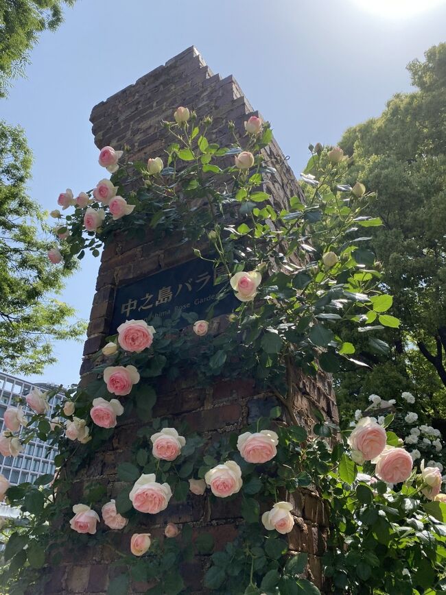 コロナ禍ですが、<br />季節が来ると花はいつもどおりに咲いてくれています。<br /><br />早朝のガラガラ電車に乗って行き、帰りは徒歩で帰り、できる限りの対策をして3回ほどバラを見てきました。<br /><br />あほみたいにバラばっかりの旅行記です。
