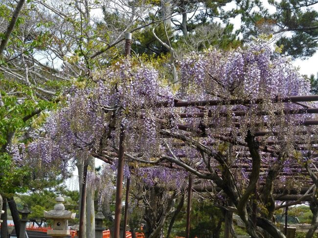 　　４月１１日に友人からときわ公園の牡丹やシャクナゲ、チューリップの写真が届きました。<br />やはり牡丹も今年は開花が早いですね。<br />私もいつもより１０日ぐらい早く見に行きました。<br /><br />　こちらは椿やシャクナゲ、藤などを掲載しています。<br />牡丹は別の旅行記に掲載をしています。