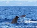 イルカ・クジラ・南島ツアー