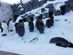 たまにはベタな観光旅行2102　「Peachひがし北海道フリーパスSPを利用して“旭山動物園“を訪れました。」　～旭川・北海道～