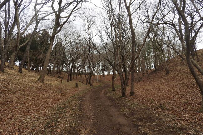 　水郷県民の森でバードウォッチングを楽しみました。<br /><br />表紙写真は、茨城県水郷県民の森「どんぐりの谷ゾーン」の風景です。<br />