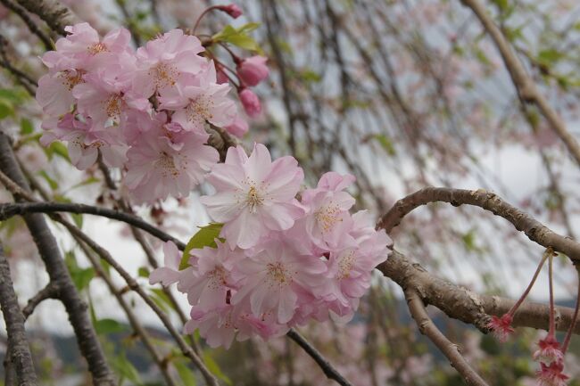 久々に春の嵐山を散策しました。<br />画像は、枝垂桜＠嵐山公園中之島地区にてです。<br /><br />過去の京都・京都市右京区散歩記<br /><br />関西散歩記～2019-4 京都・京都市右京区編～<br />https://4travel.jp/travelogue/11500670<br /><br />関西散歩記～2019-3 京都・京都市右京区編～<br />https://4travel.jp/travelogue/11493683<br /><br />関西散歩記～2019-2 京都・京都市右京区編～<br />https://4travel.jp/travelogue/11486968<br /><br />京都まとめ旅行記。<br /><br />My Favorite 京都 VOL.7<br />https://4travel.jp/travelogue/11669572<br /><br />My Favorite 京都 VOL.6<br />https://4travel.jp/travelogue/11504781<br /><br />My Favorite 京都 VOL.5<br />https://4travel.jp/travelogue/11463030<br /><br />My Favorite 京都 VOL.4<br />https://4travel.jp/travelogue/11369230<br /><br />My Favorite 京都 VOL.3<br />https://4travel.jp/travelogue/11275410<br /><br />My Favorite 京都 VOL.2<br />http://4travel.jp/travelogue/11120777<br /><br />My Favorite 京都 VOL.1<br />http://4travel.jp/travelogue/10945390