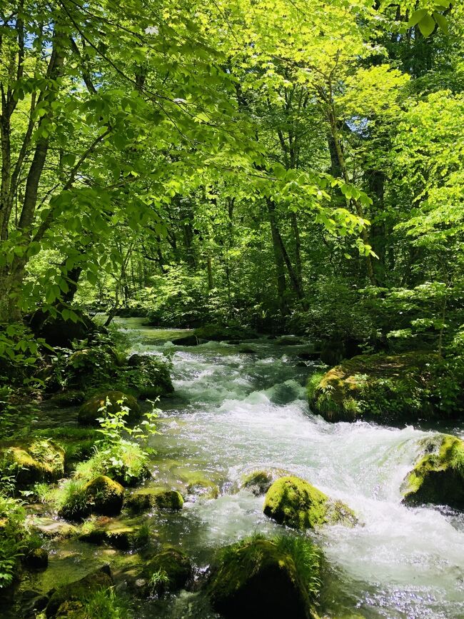 最近はドラクエウォークのおみやげをダッシュで回収するばかりのつまらない旅行記ですみません･･･読み飛ばしも歓迎です。<br />しかし！今回はちゃんと観光もあります(^_^)<br />新緑の青森、控えめに言って最高でした☆☆☆☆☆<br /><br />東北は新幹線半額（トク50）を最大限に活かすべく、<br />2021年9月まで集中的に訪れるつもりです。<br /><br />※ドラクエウォークのおみやげとは<br />位置ゲームであるドラクエウォークのコンテンツの1つとして、全国47都道府県に4つずつ、つまり全部で188個のおみやげが置かれています。<br />本当に物がもらえるわけではなく、あくまでゲーム内でのお話なので、完全に自己満足の世界です。<br />国内もわりと旅行していたので、188個のうち100個くらいは訪問済みだったりもするのですが、しばらく海外に行けないので、こういう楽しみもありかなと自力で集めることにした次第です。<br /><br />【行程】<br />①上野20:22→八戸23:07（新幹線/トク50）<br />　コンフォートホテル八戸泊<br />②八戸駅西口9:35→雲井の滝11:20<br />　歩いて焼山に13:20戻り<br />　焼山13:55→蔦温泉14:16<br />　蔦温泉16:01→新青森17:44<br />　新青森19:44→上野22:58（新幹線/トク50）<br /><br />【費用】総額:29,590円<br />◆新幹線：16,710円<br />　上野→八戸/新青森→上野 トク50<br />◆宿泊：4,500円<br />　コンフォートホテル八戸:ダブル朝食込み（Agodaより予約）<br />◆現地交通費：4,720円<br />　八戸→雲井の滝/燒山→蔦沼/蔦沼→新青森（いずれもJRバス）<br />◆食費：2,860円<br />◆観光：800円