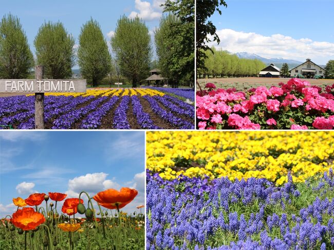 21 5 北の春を彩る花畑 ファーム富田 中富良野町 富良野 北海道 の旅行記 ブログ By Takaさん フォートラベル 21 5 北の春を彩る花畑 ファーム富田 中富良野町 富良野 北海道 の旅行記 ブログ By Takaさん フォートラベル