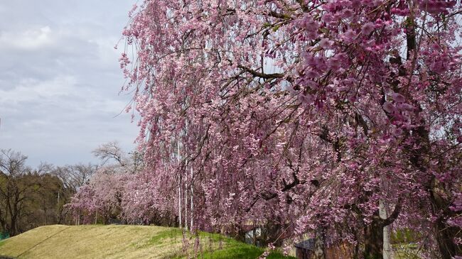 置賜さくら回廊　烏帽子山千本桜　山形宮城の名湯を楽しむ旅２　