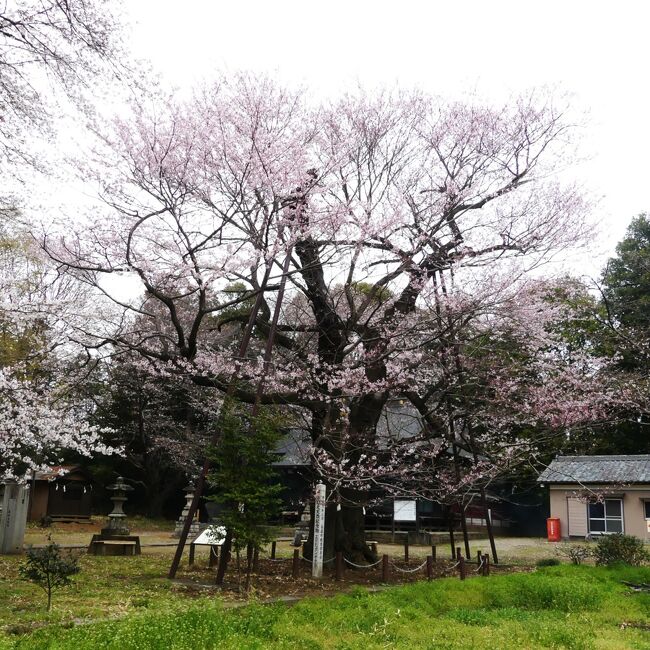 2021年3月25日、群馬県邑楽町の「長柄神社」で、エドヒガンザクラを見てきました。（旅行記作成は、2021年6月19日）<br /><br />開花は進んでいましたが、花の数は少なめでした。樹齢400年と言われる老木なので、樹勢が衰えているのでしょうか。<br />参道のサクラの開花も進んでいて、見頃間近でした。