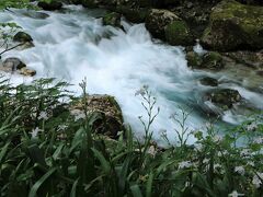 岐阜円原川の清流で、ヤマフジ、シャガ、岩苔花の撮影をしてきました♪