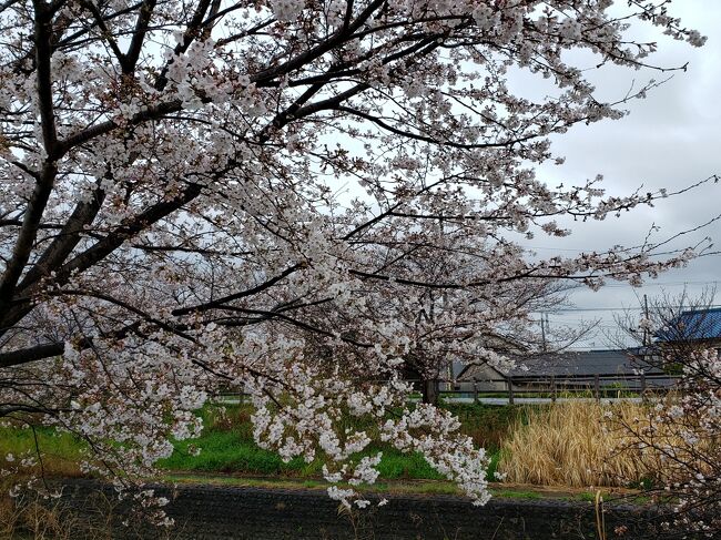 【２０２０年の旅行記です】<br /><br />コロナ禍で、人が集まる場所にはなるべく行かないようにしてるので、車の中から高田川沿いの桜を見に、3月と４月の２回、弟が母と私を連れてってくれました。<br />３月２８日は小雨でしたが、４月４日は晴れで、綺麗な桜を楽しみました♪