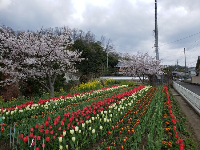 【２０２０年の旅行記です】<br /><br />コロナ禍でも、薬の副作用を抑えるために、散歩が欠かせない私。<br />母と、青空の下、わが町を歩いて、お花を楽しみました♪