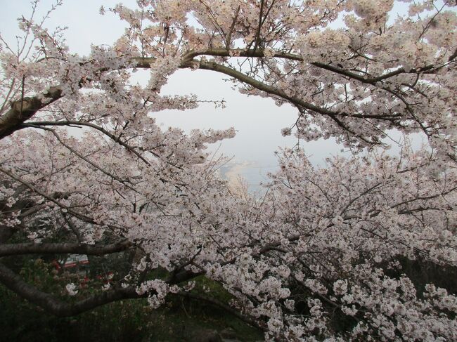 休日という休日が仕事で潰れ、疲れ果てた状態で年度末を迎えた私。<br />それでも3月最後の月曜日にお休みをいただけたので、家内と感染対策に気を付けた上で少し早めのお花見に行くことにしました。<br /><br />出かけた先は、前々から気に入っていた神戸の須磨浦公園と須磨浦山上遊園。<br />鉄道の撮影と合わせてのどかな雰囲気の中桜を愛でました。